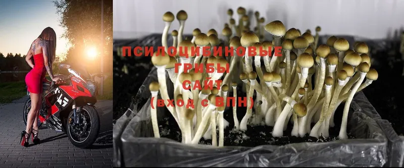 МЕГА сайт  купить  сайты  Люберцы  Псилоцибиновые грибы Psilocybine cubensis 